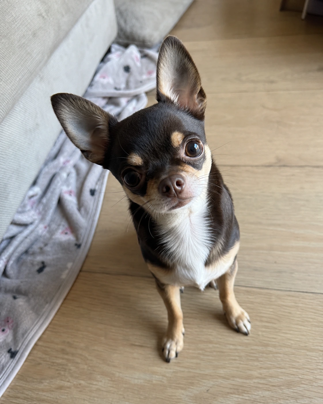 Poekie, de dappere Chihuahua